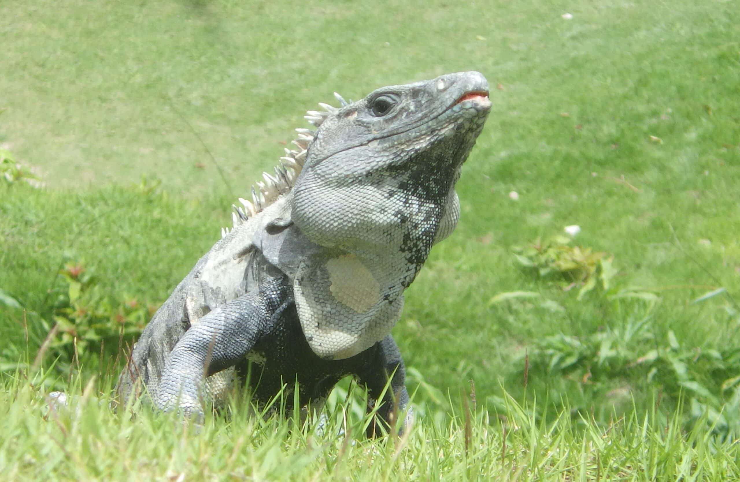 Iguana Trapper near me