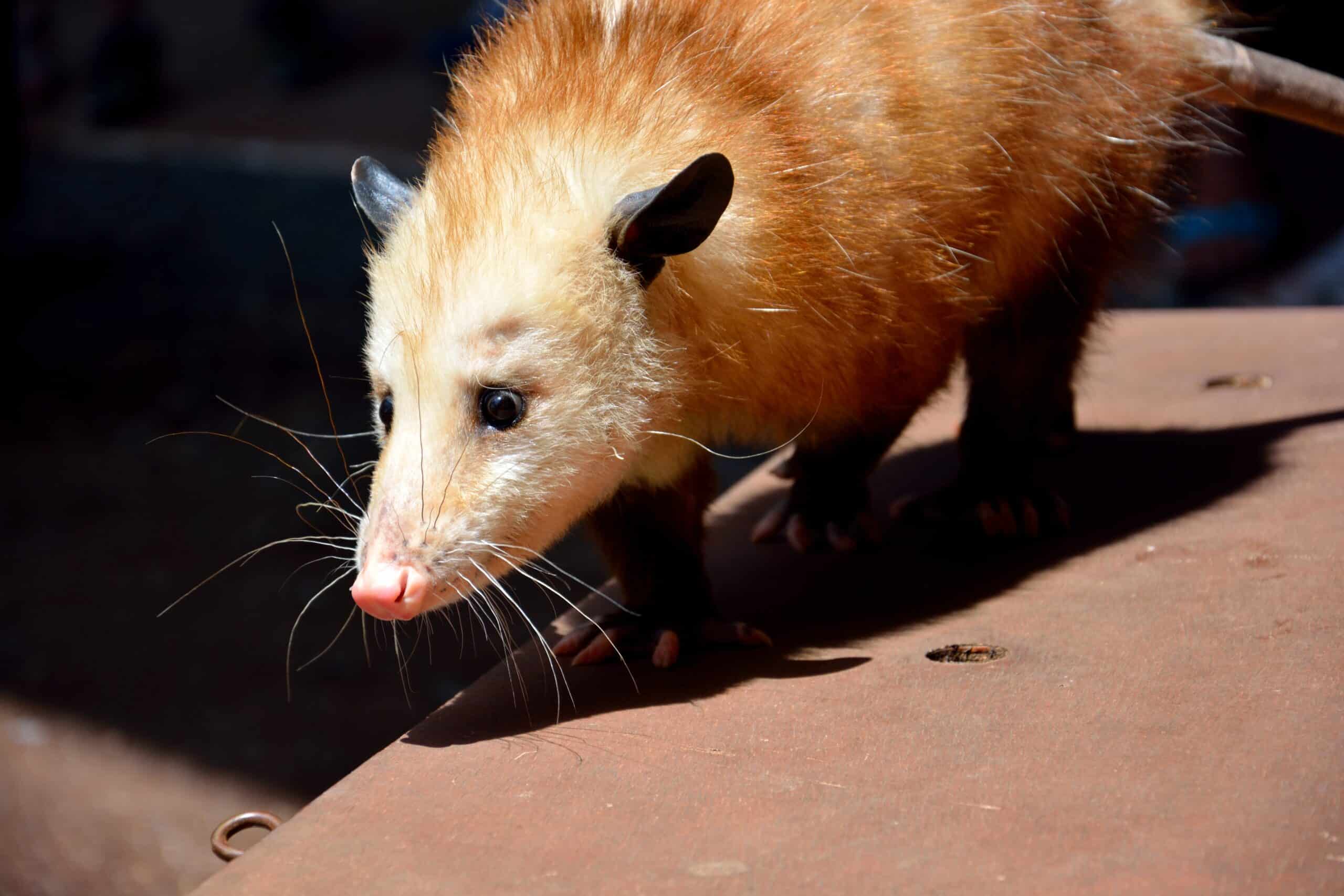 Opossum Trapper near me