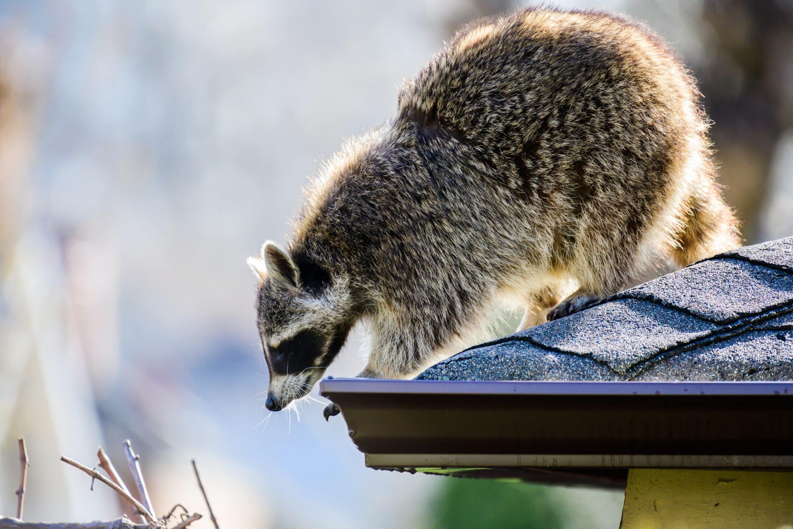 Raccoon Trapper near me