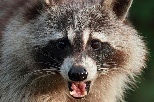 Raccoon Sounds in Attic - Wildlife Removal Services of Florida