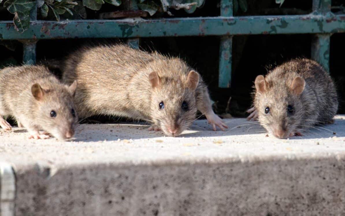 How To Get Rid of Rats Outside (2019) Wildlife Removal Services of