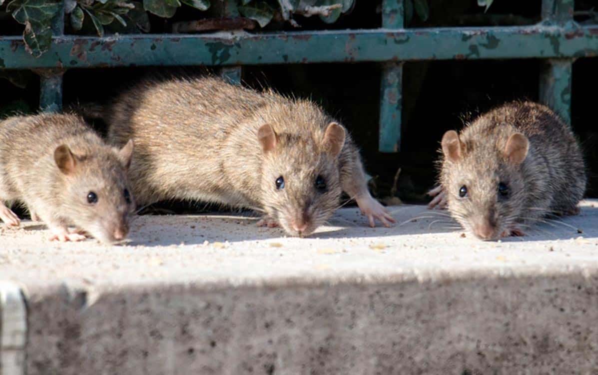 how to get rid of rats outside