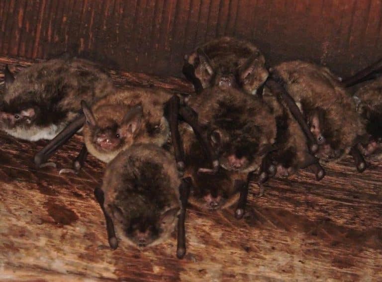 The Best Bat Removal Near Me Wildlife Removal Services of Florida