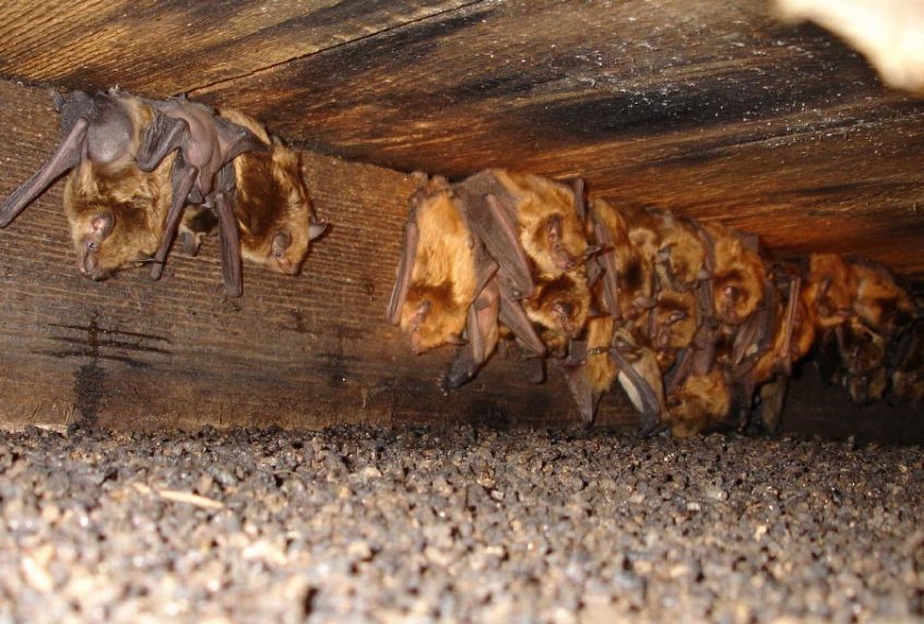 get rid of bats