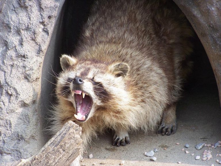 How to Stop Raccoon Noises Wildlife Removal Services of
