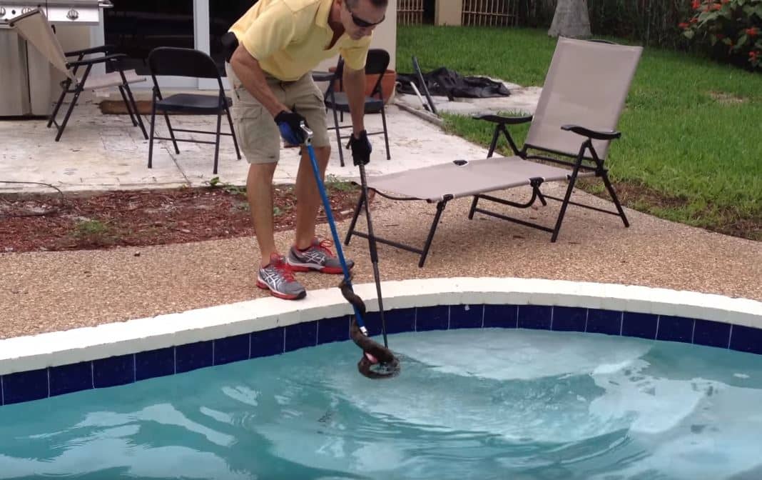 snake in pool