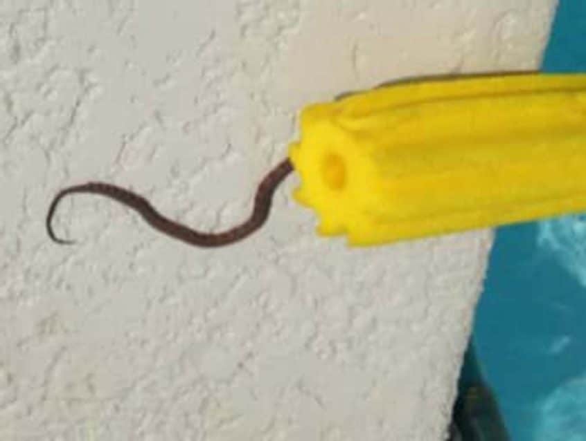 How to Keep Snakes Away From Pool? (2020) Wildlife