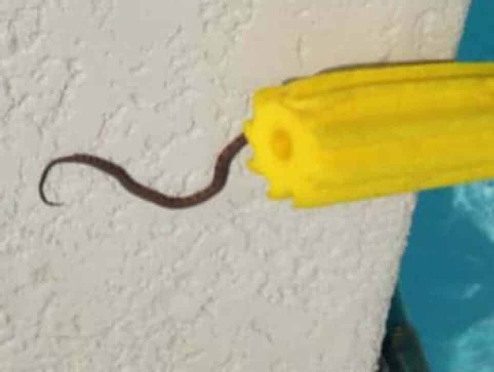 How to Keep Snakes Away From Pool