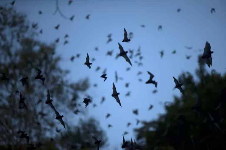 What do bats sound like