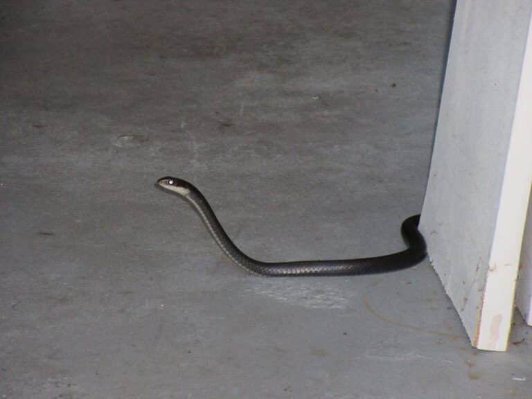 How to Remove Snake From Garage (2020) Wildlife Removal Services of