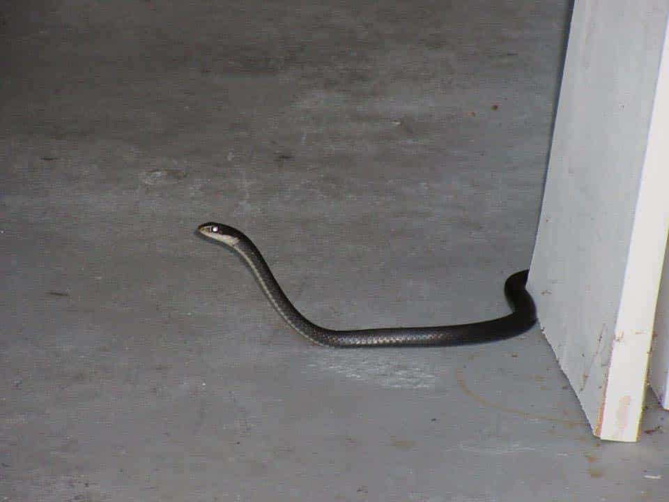 How to Remove Snake From Garage (2020) - Wildlife Removal Services of