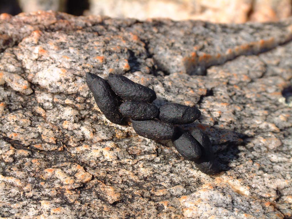 What Does a Possum Poop Look Like  