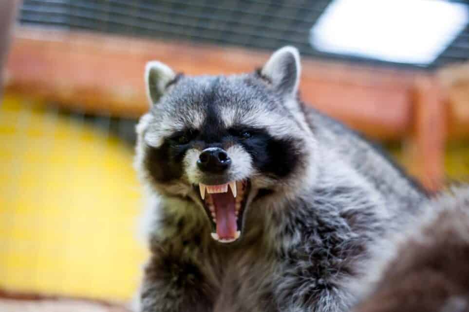 Are Raccoons Dangerous