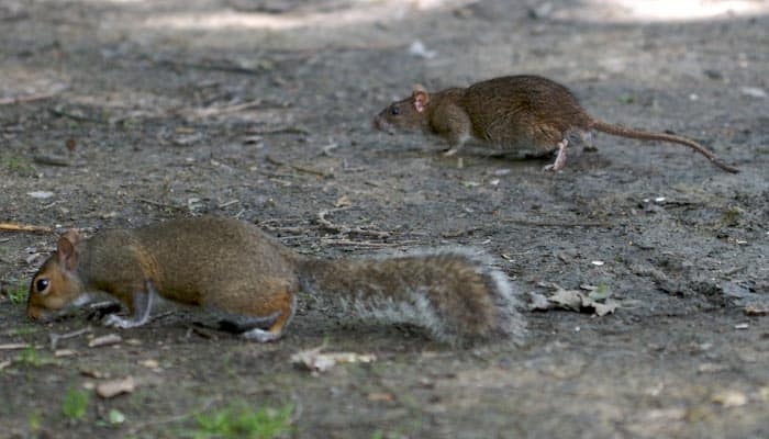 Squirrel Poop vs Rat Poop