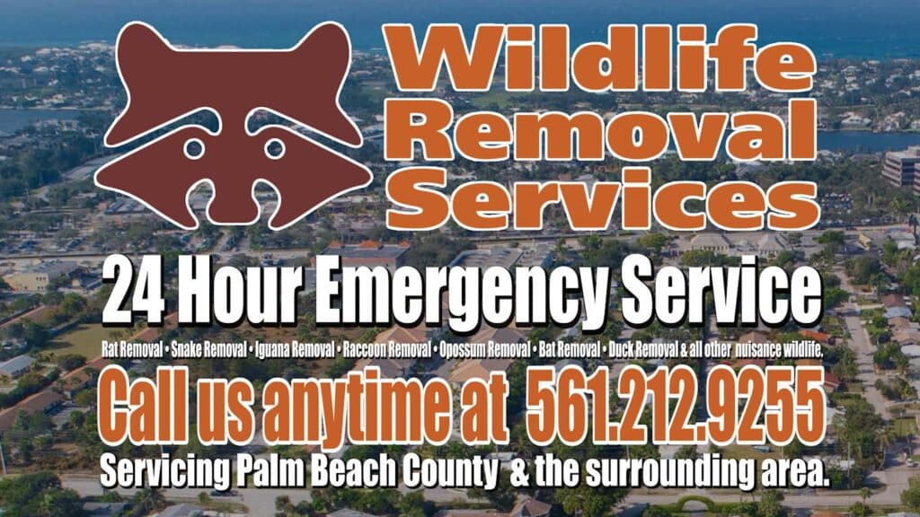 cost for pest control Archives Wildlife Removal Services