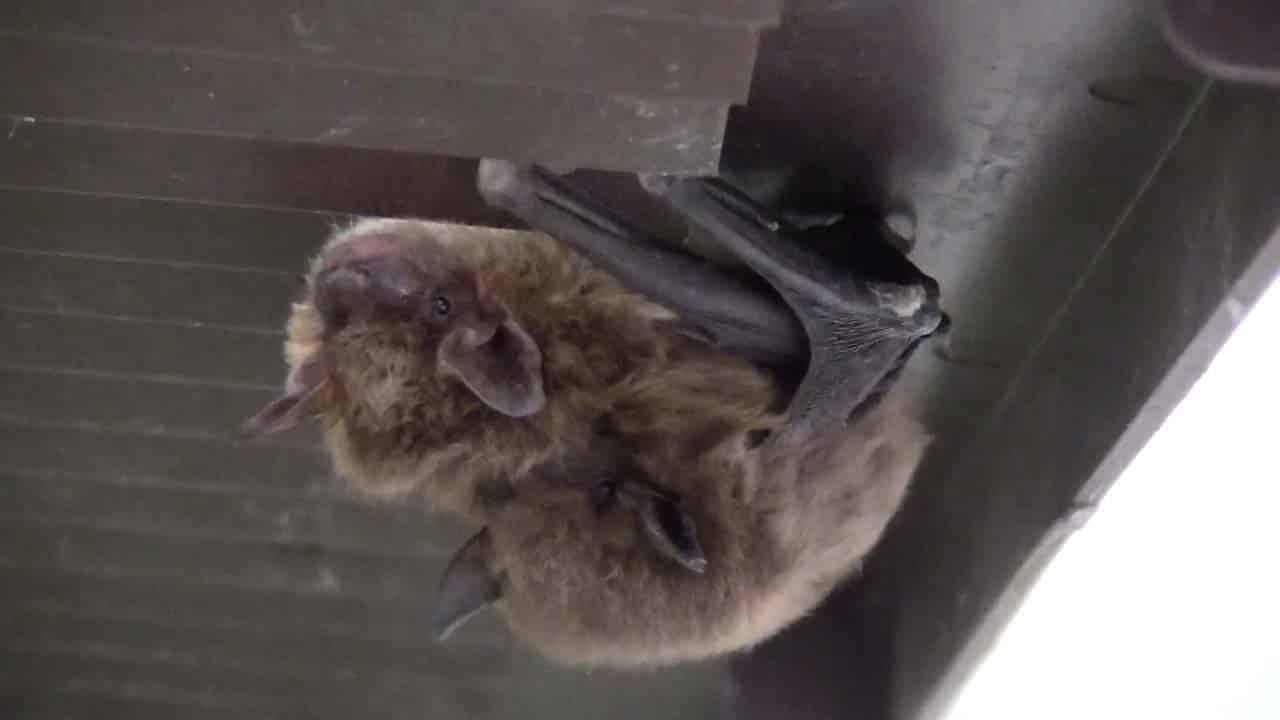 Bat Mating Season is Upon Us! (2020) Wildlife Removal Services of Florida