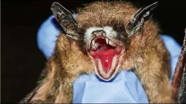 coronavirus bats