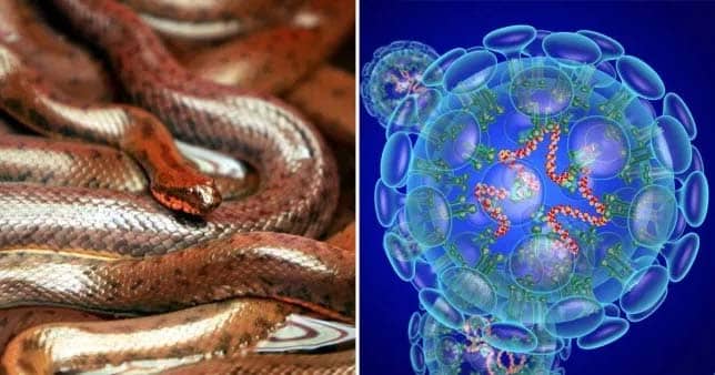 coronavirus from snakes