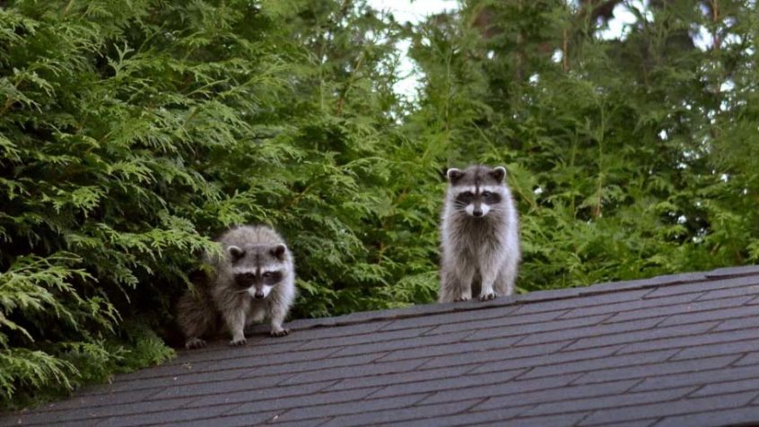 how to keep raccoons away