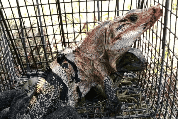 iguana removal
