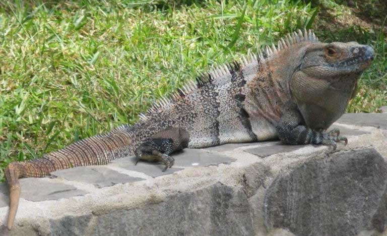 black spiny tailed iguana