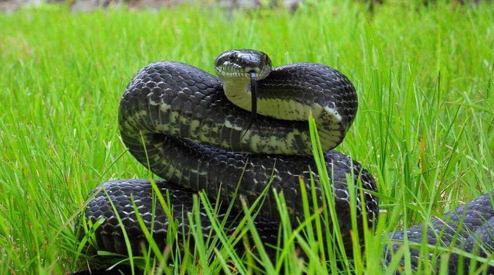 How Long Do Snakes Live in South Florida? Wildlife Removal Services