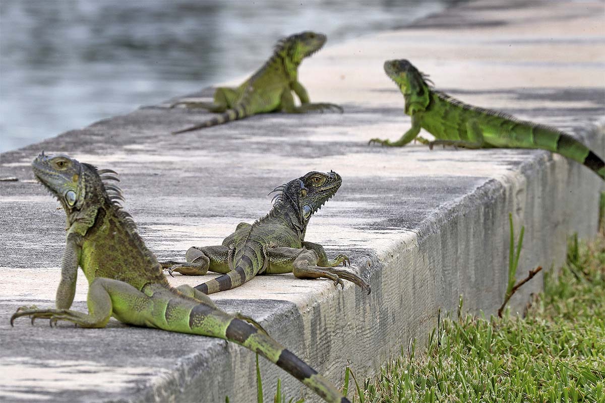 Ninuana Problem Prevent Seawall Damage with Iguana Control Services - Wildlife Removal ...