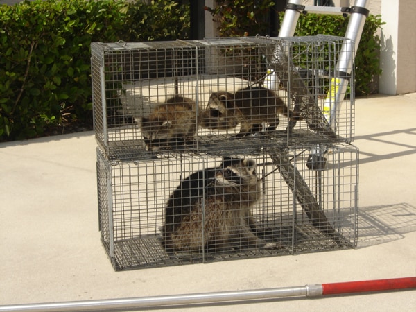 raccoons in attic