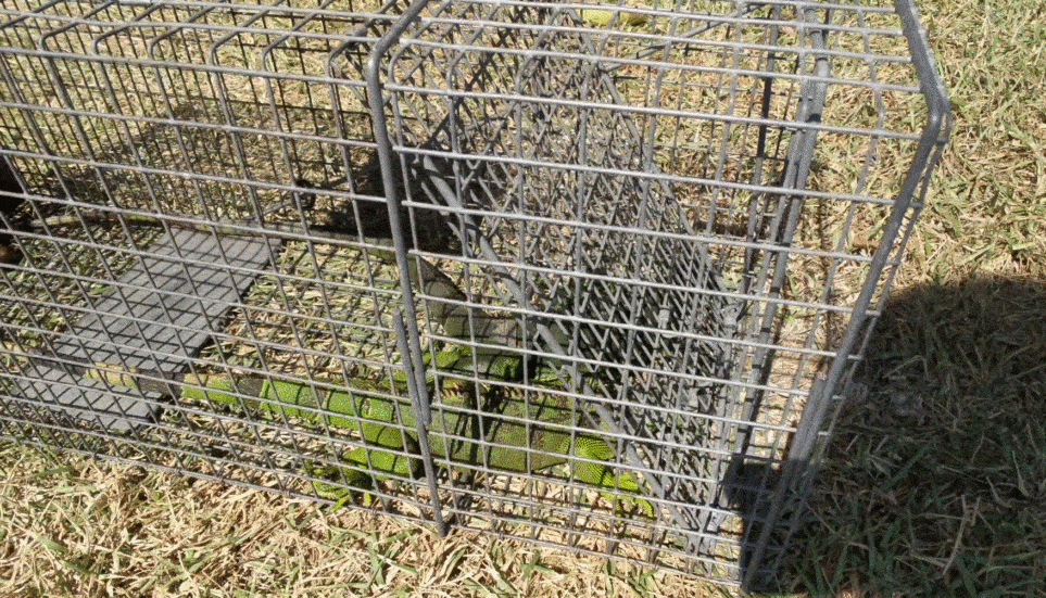prevent iguana infestations