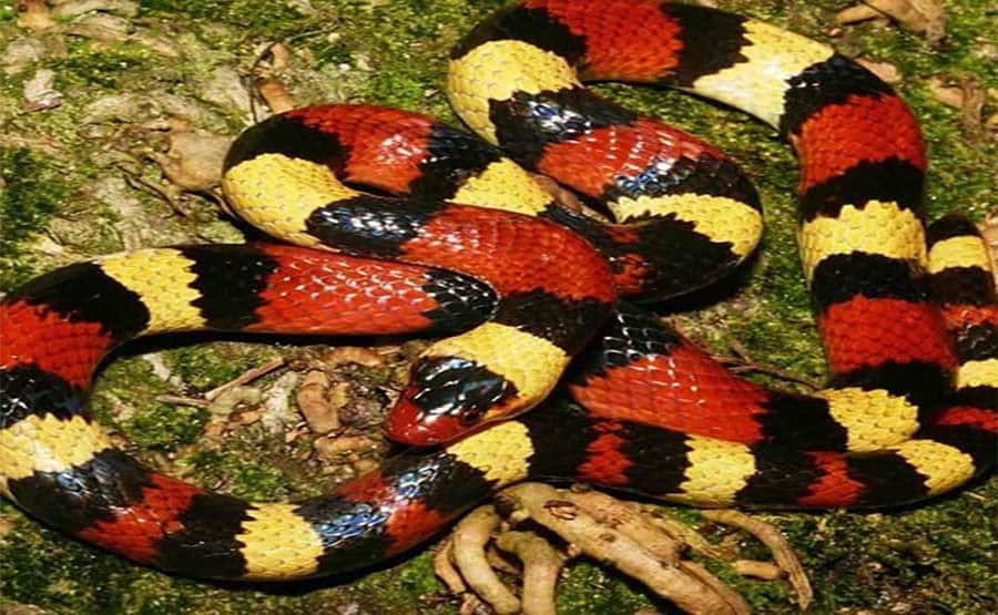 snake removal near me Archives - Wildlife Removal Services of Florida