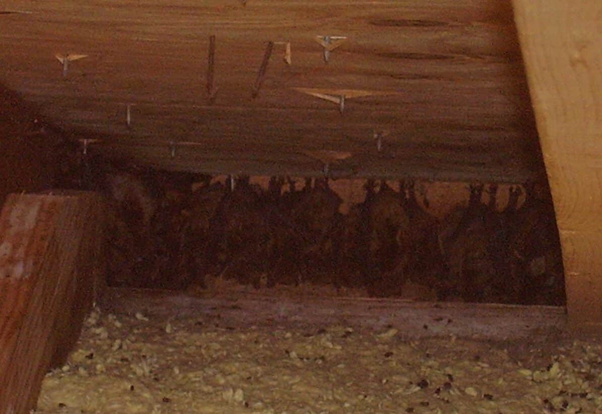 Finding Bat Removal and Cleanup Near Me (2020) Wildlife Removal