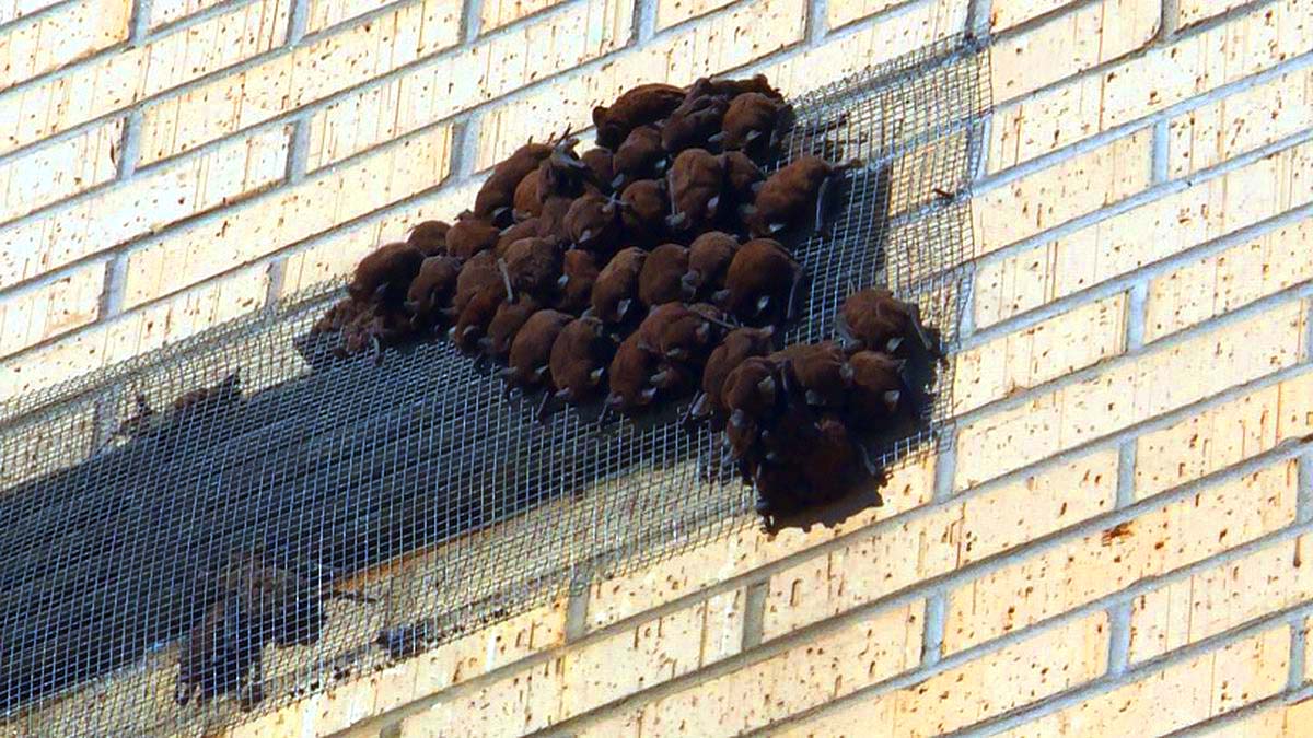 bat infestation in roof structures