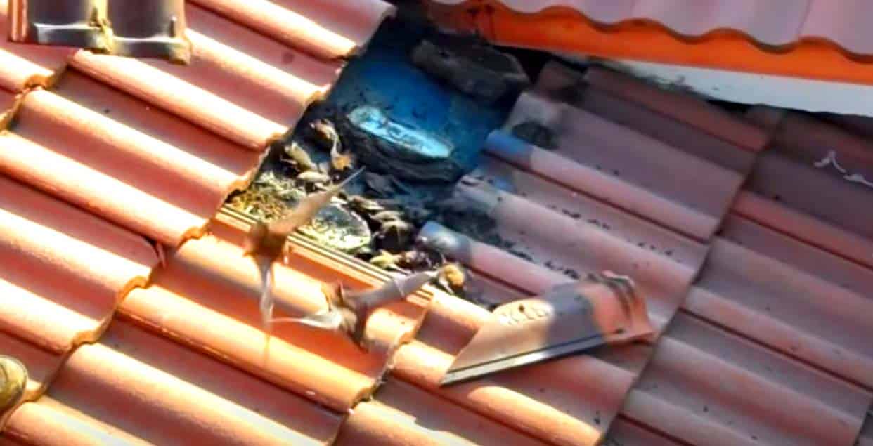 cost to remove bats from home