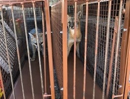 fox removal boca raton