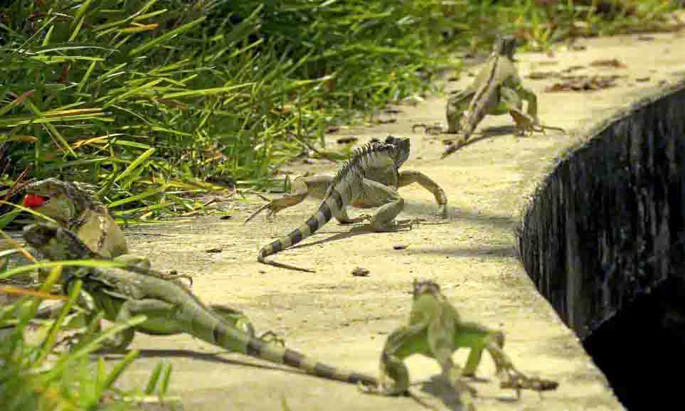 prevent iguana damage to commercial property 2022