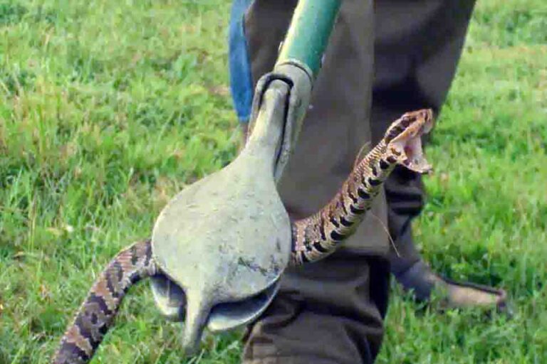 How to Get Rid of Snakes in Florida 2021 Wildlife Removal Services of Florida