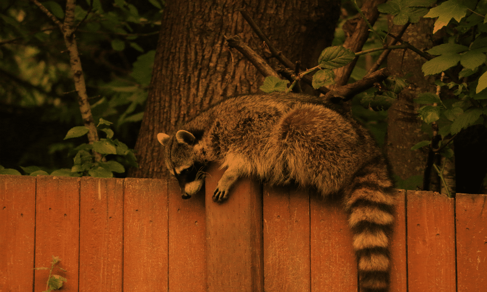 How Much Does A Raccoon Relocation Cost in 2022 Wildlife Removal
