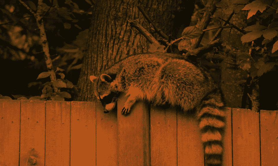 how much does raccoon relocation cost