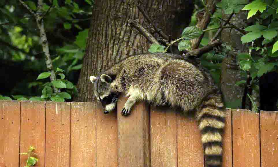 raccoon removal costs in 2022