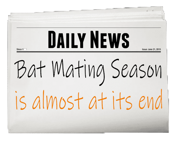 bat mating season is over