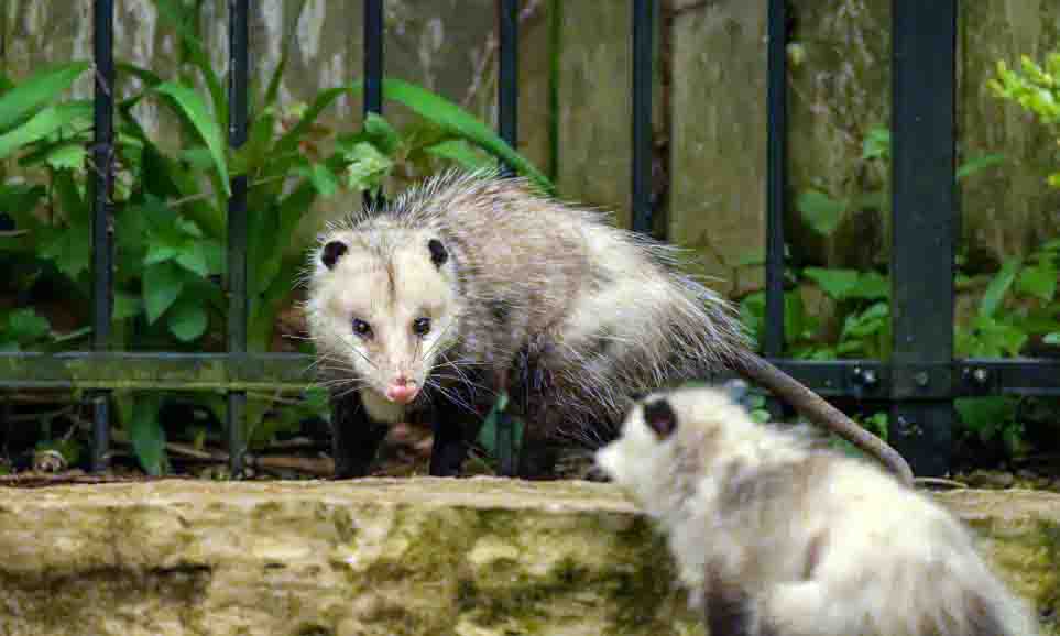 how to get rid of possum