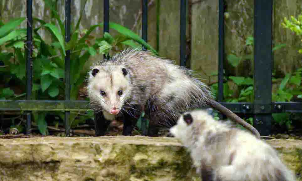 Possum Trapping & Removal Services 