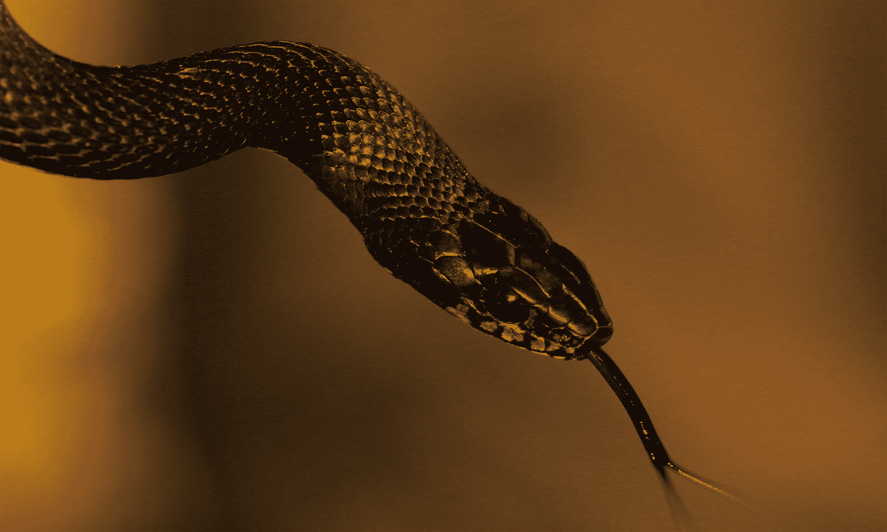 black snake in pool Archives Wildlife Removal Services of Florida