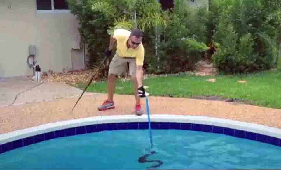 snake in pool removal 2022