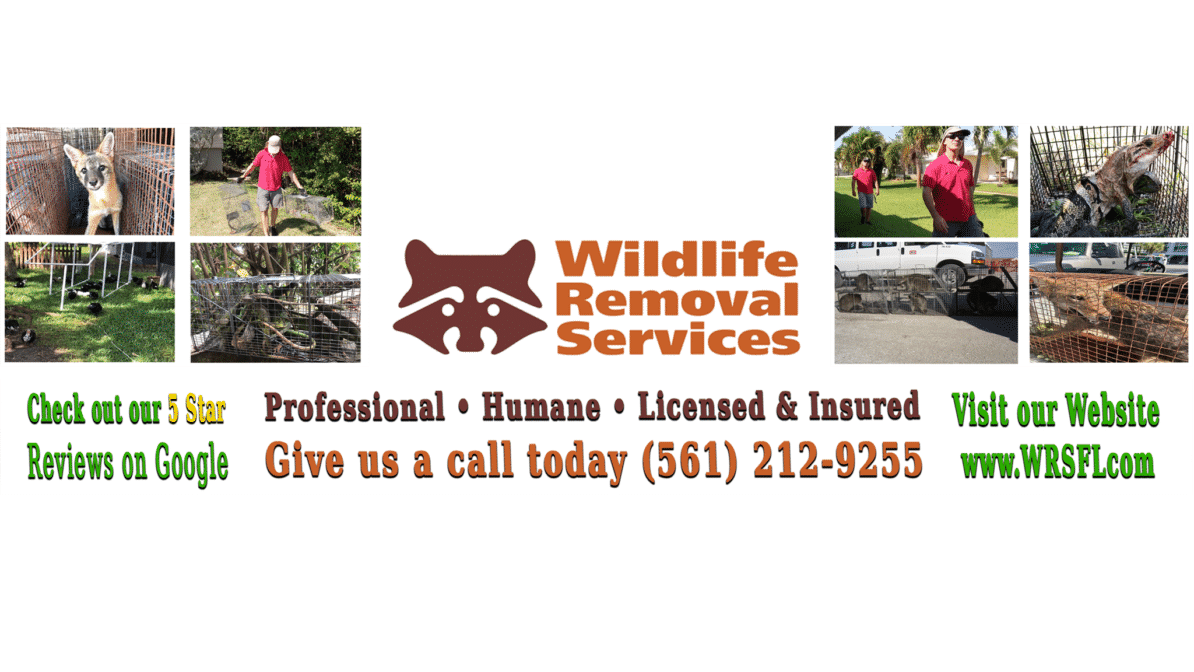 Contact Wildlife Removal Services of Florida for Wildlife Trapping