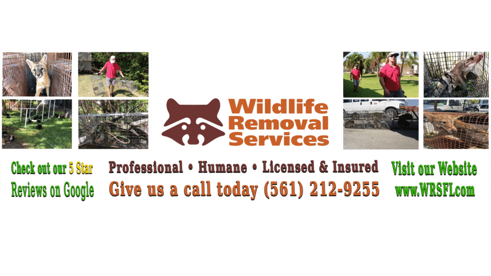 contact wildlife removal