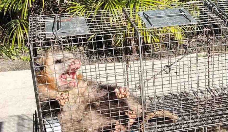 What You Need To Know About Possum Droppings (2022) - Wildlife Removal ...