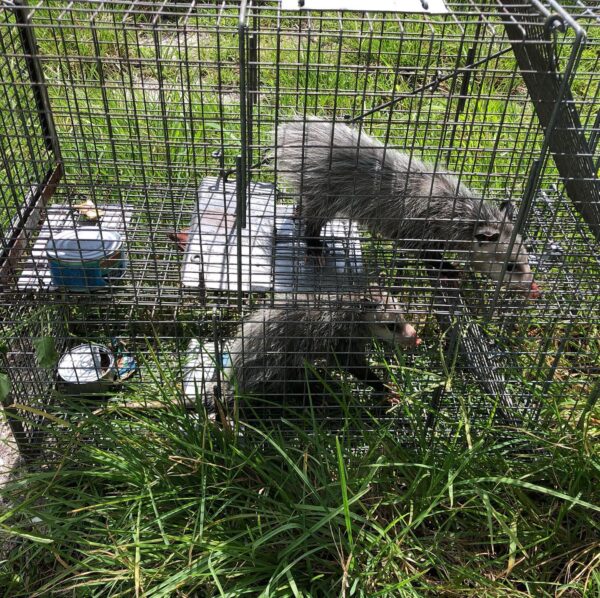 possum family removal