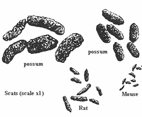 possum poop rat poop mouse poop