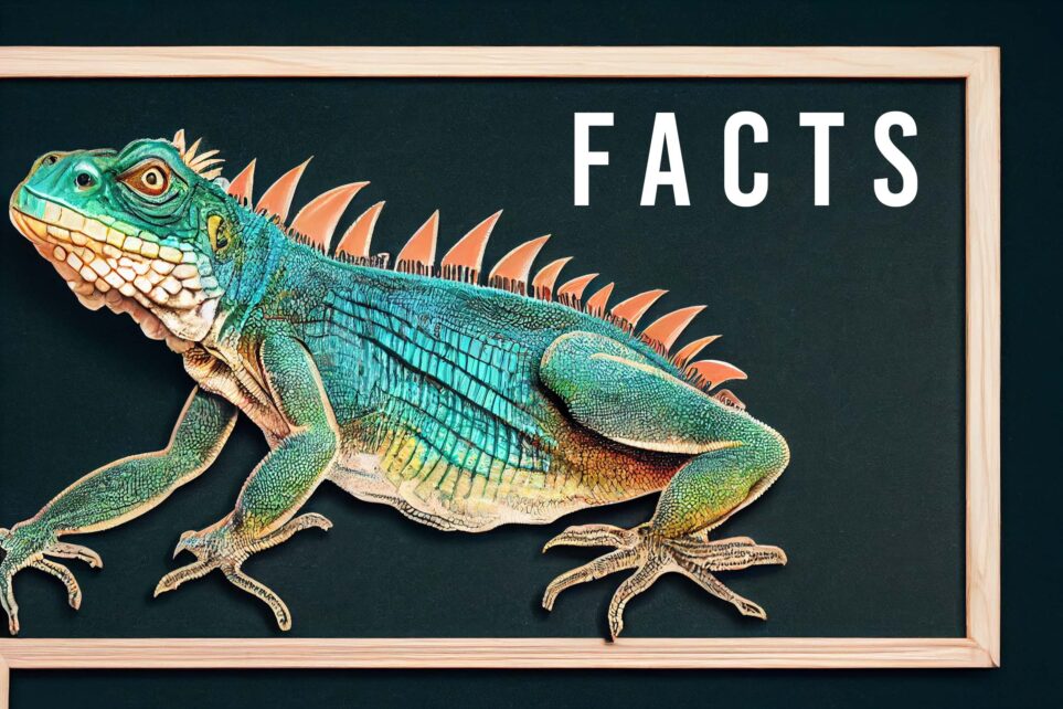 iguana facts